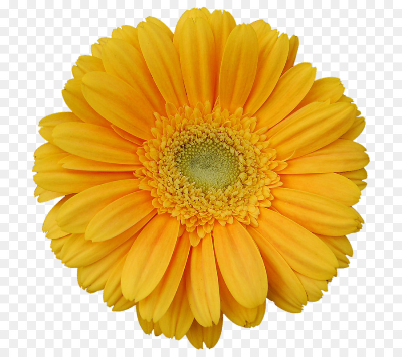 Цветок гербер желтый