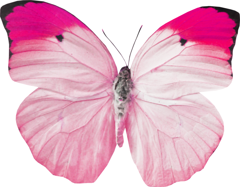 Роза и бабочка