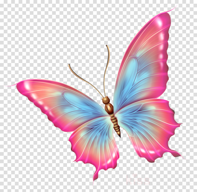 Роза и бабочка