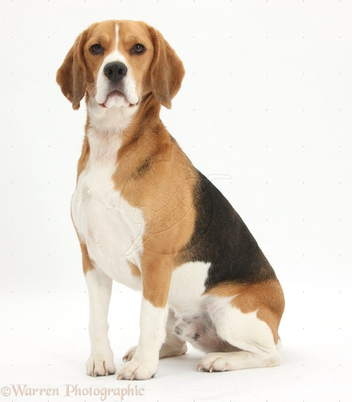 Бигль терьер