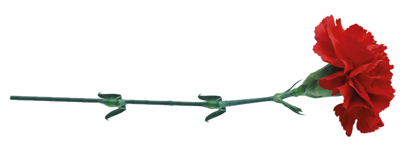 2 Гвоздички