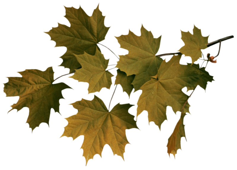 Листья на прозрачном фоне