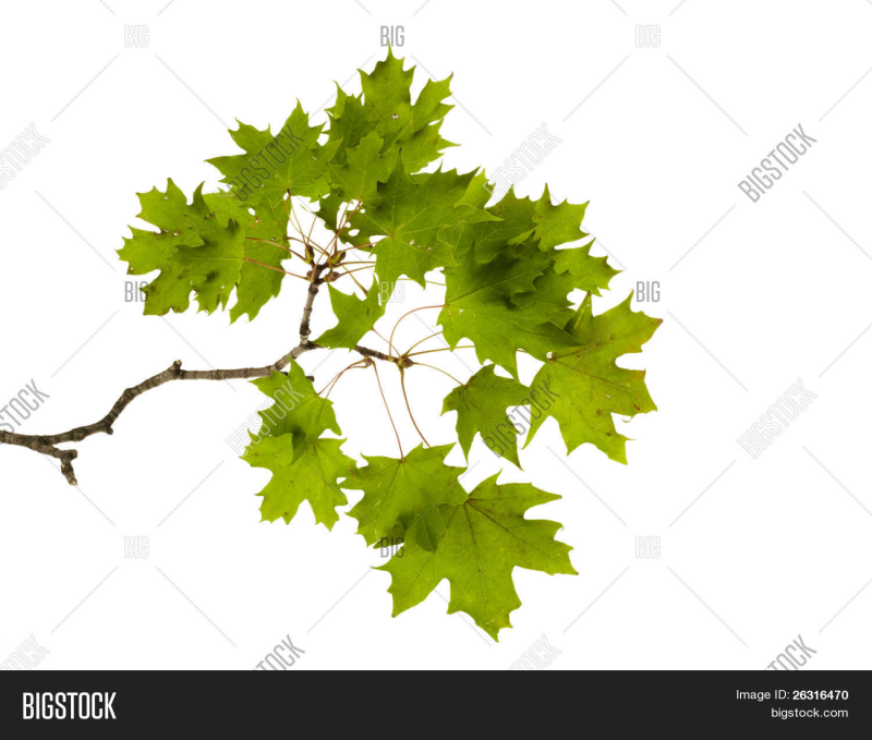 Кленовая ветка на прозрачном фоне