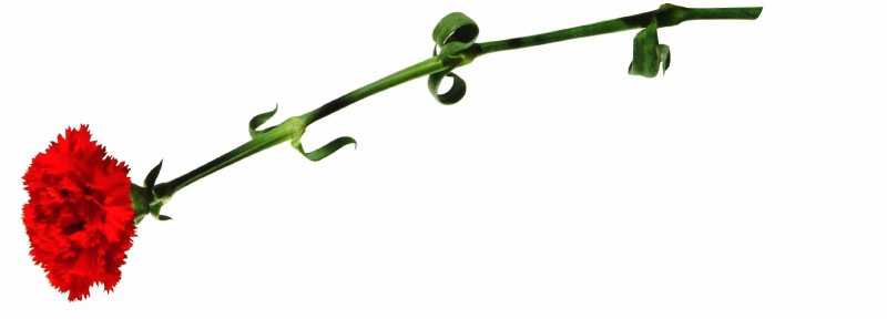 Красные гвоздики