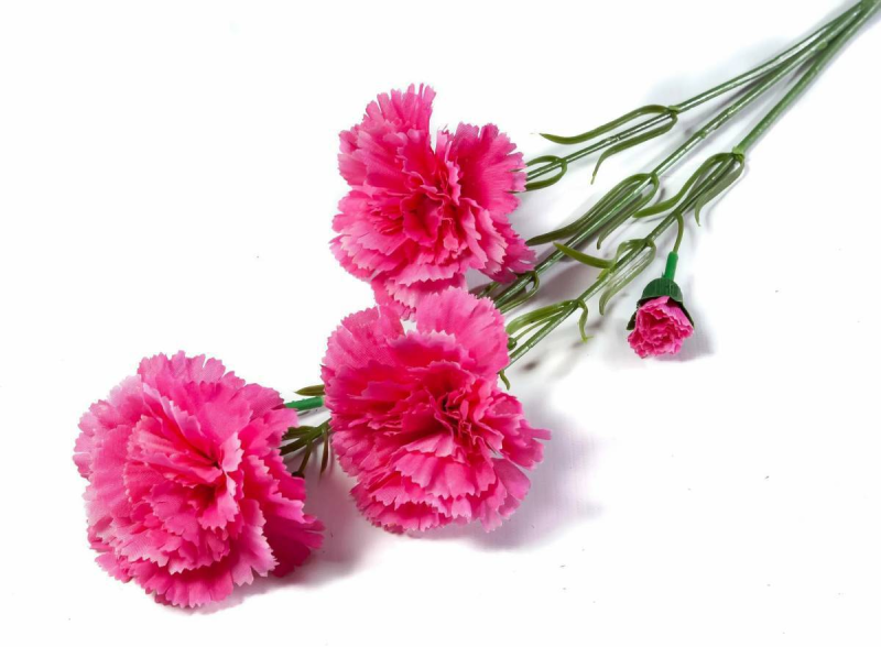 Гвоздика Шабо махровая