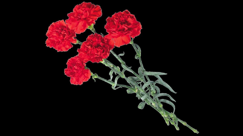 Гвоздика ПГН