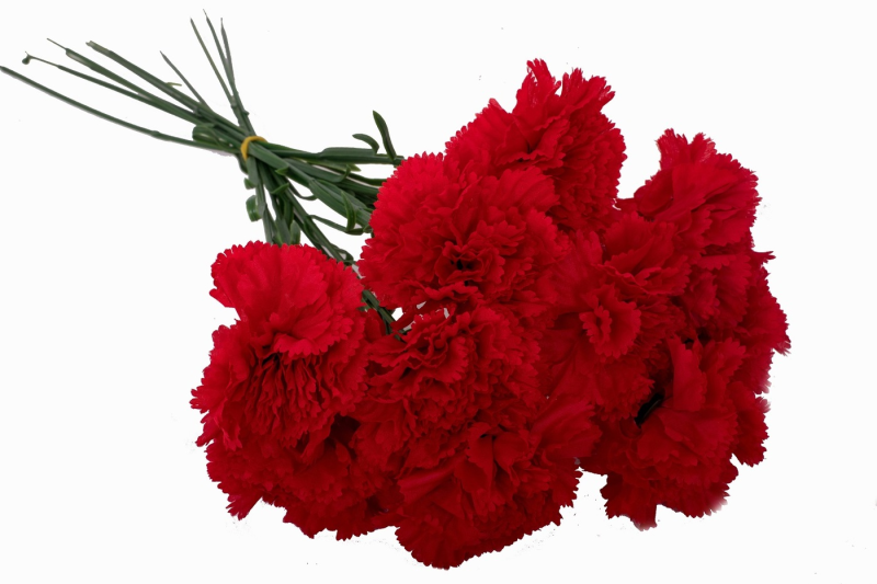 Гвоздика ПГН