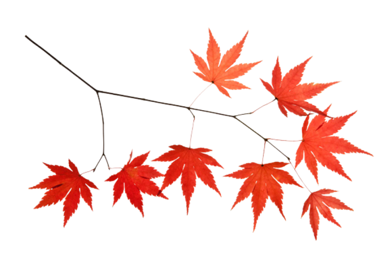 Ветка на белом фоне