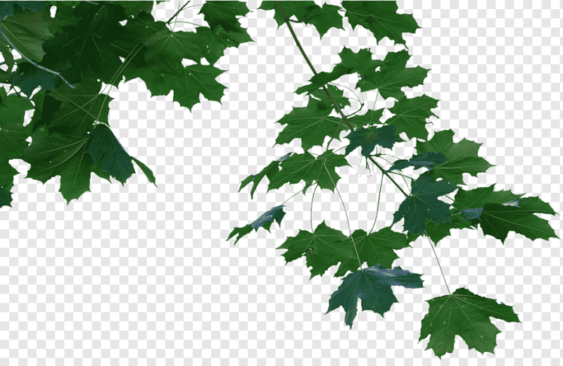 Листья без фона