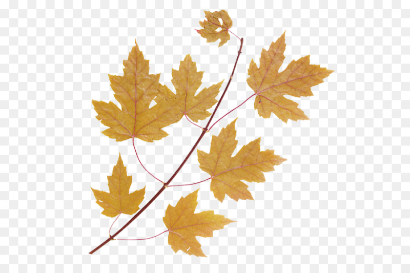 Ветка клена