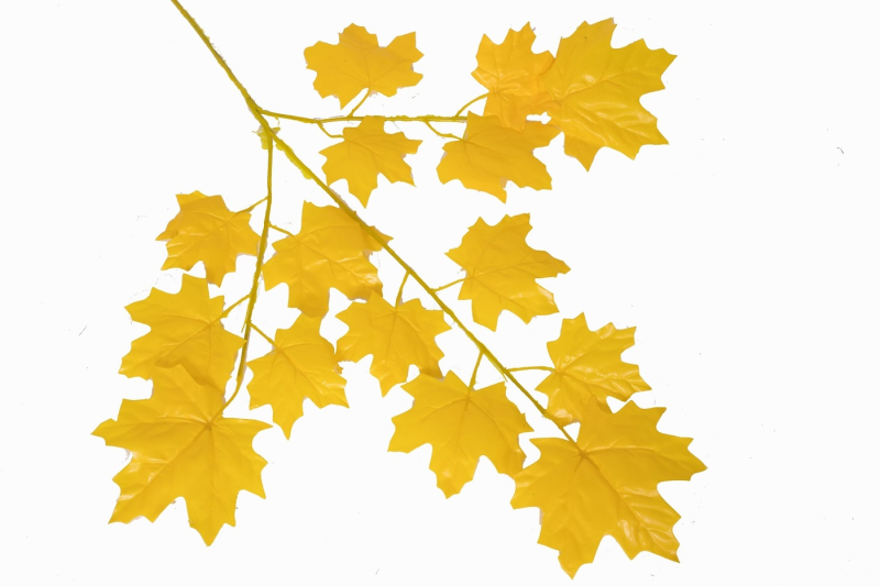 Веточка клена