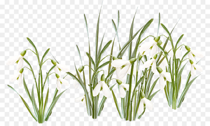 Подснежник на белом фоне