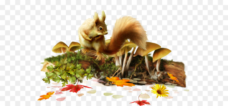 Белка на белом фоне