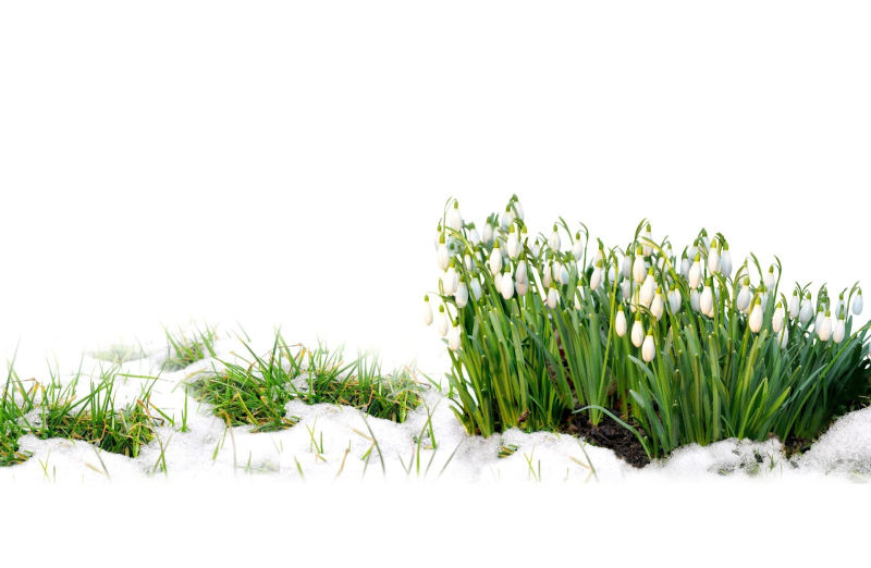 Подснежники на прозрачном фоне