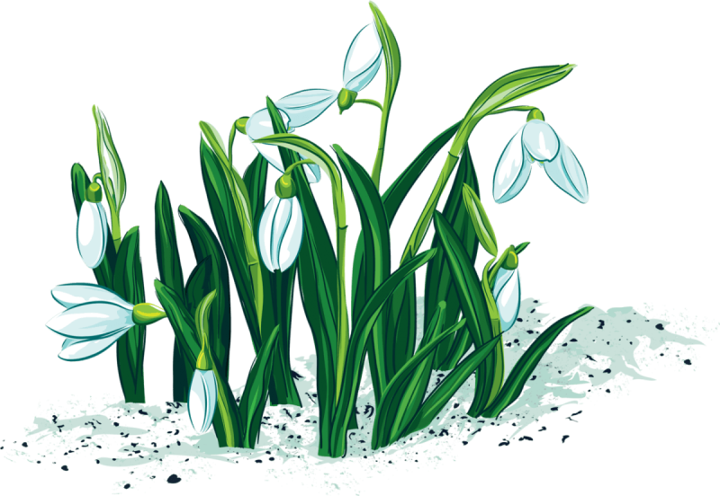 Раннецветущие растения Подснежник