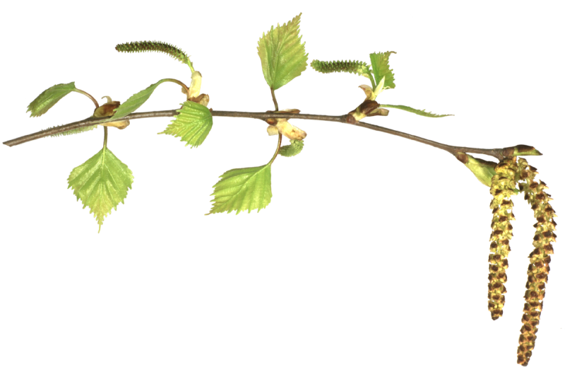 Ветки береза