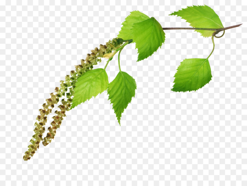 Береза повислая листок