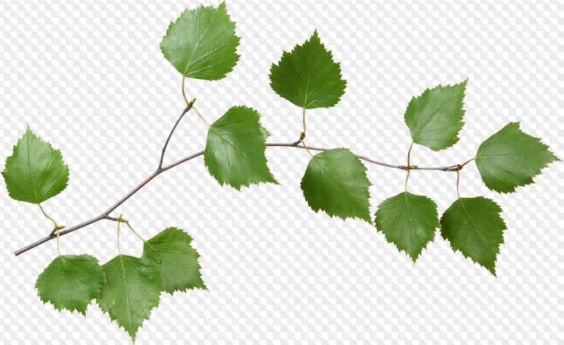 Ветки береза