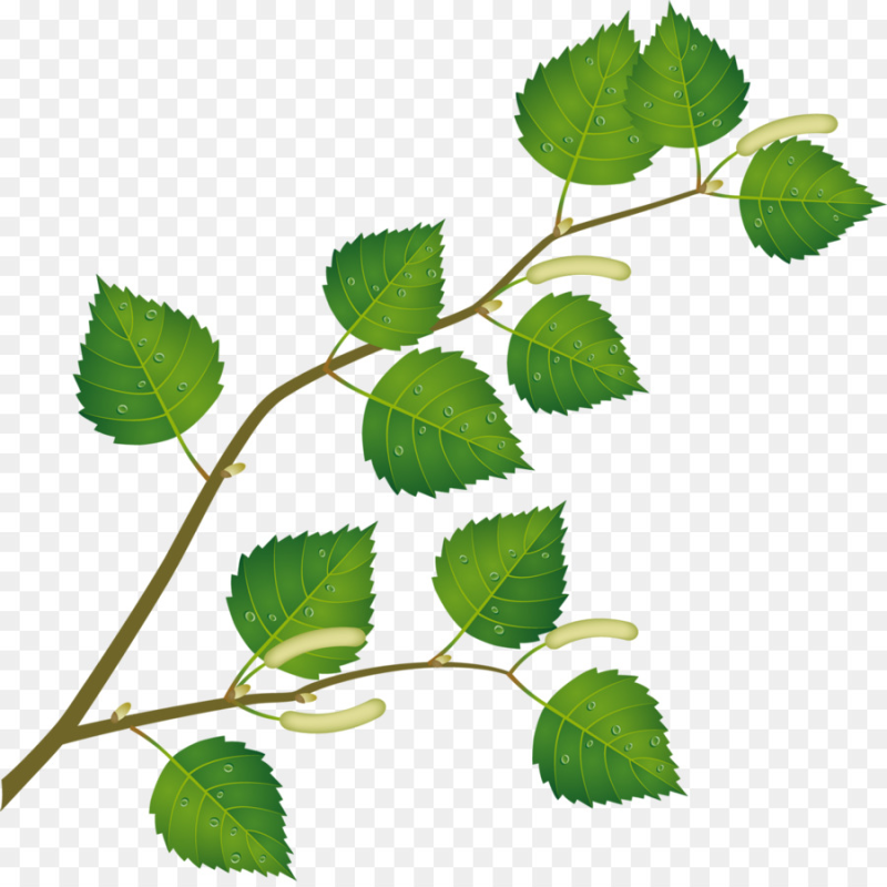 Березовые бруньки вектор