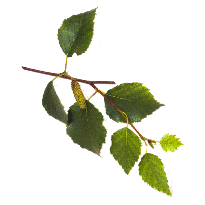 Ветка с листьями