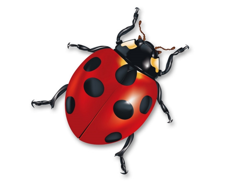 Божья коровка на белом фоне