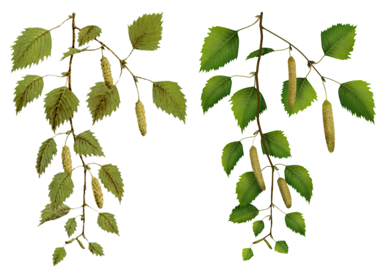 Береза повислая ветви