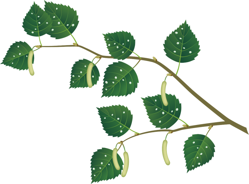 Лист березы на прозрачном фоне