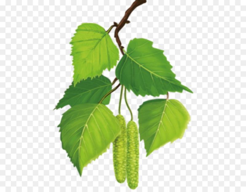 Березовые бруньки