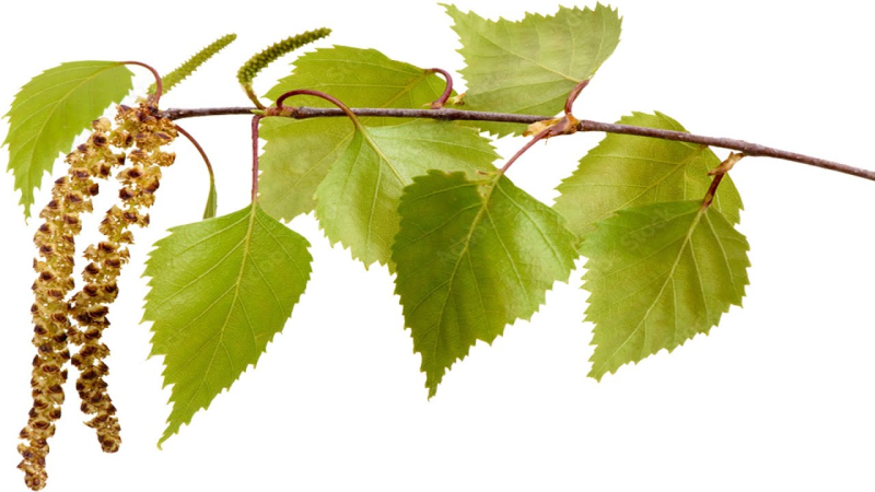 Веточка березы