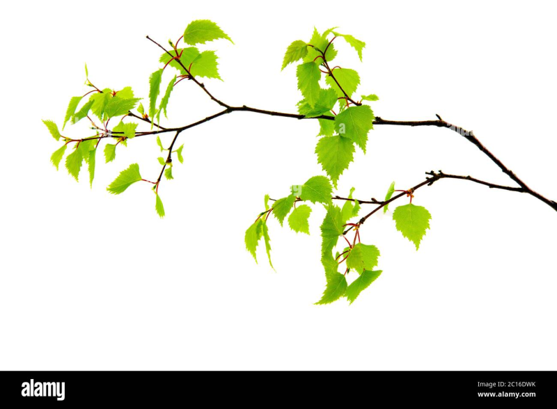 Березовая ветка на белом фоне