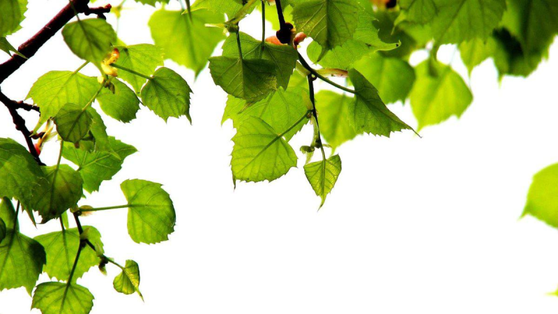 Ветка дерева с листьями