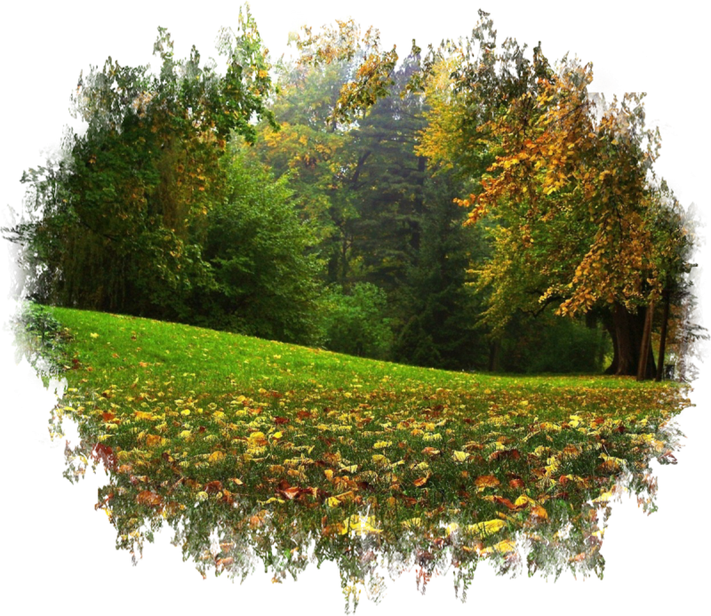 Прозрачный осенний лес