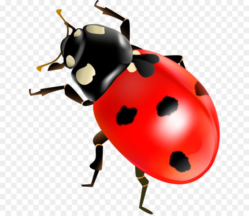 Божья коровка насекомое