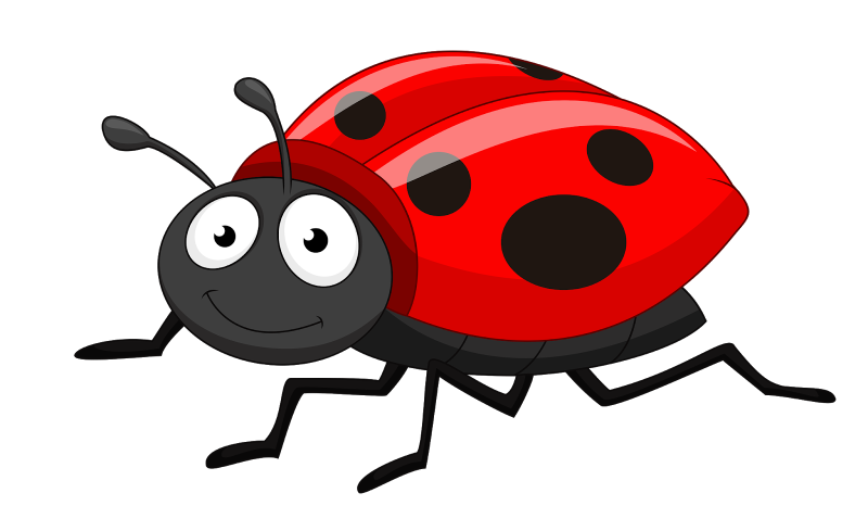 Божья коровка на белом фоне