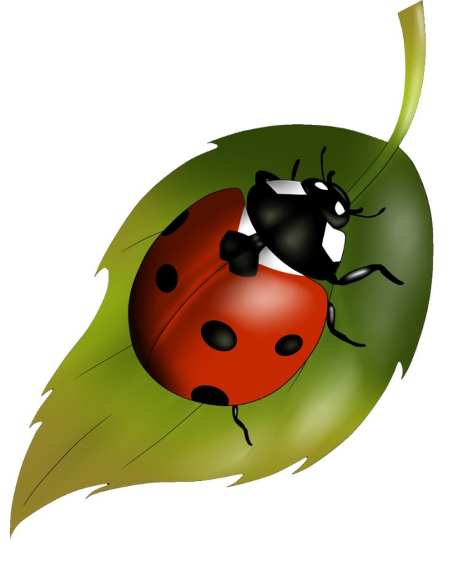 Божья коровка на личтик