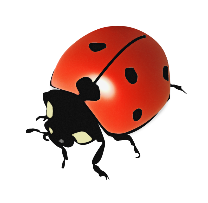 Божья коровка на прозрачном фоне