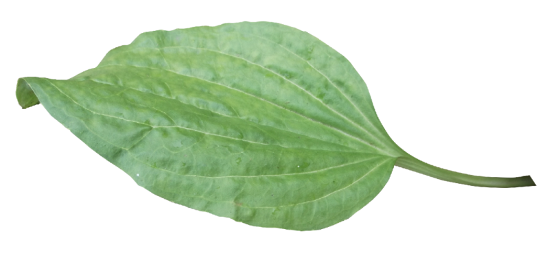 Подорожник Фармакогнозия