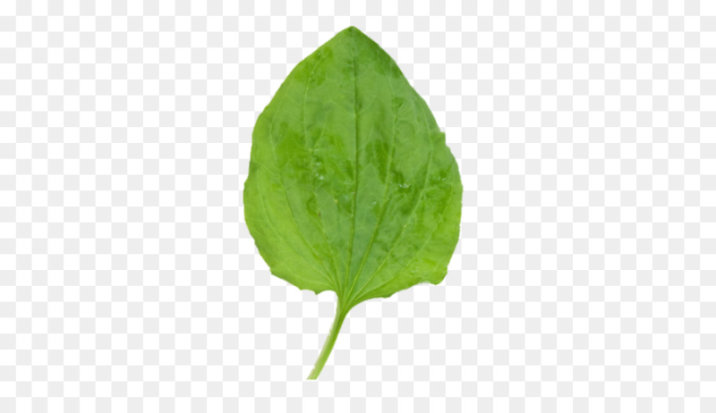 Подорожник листок