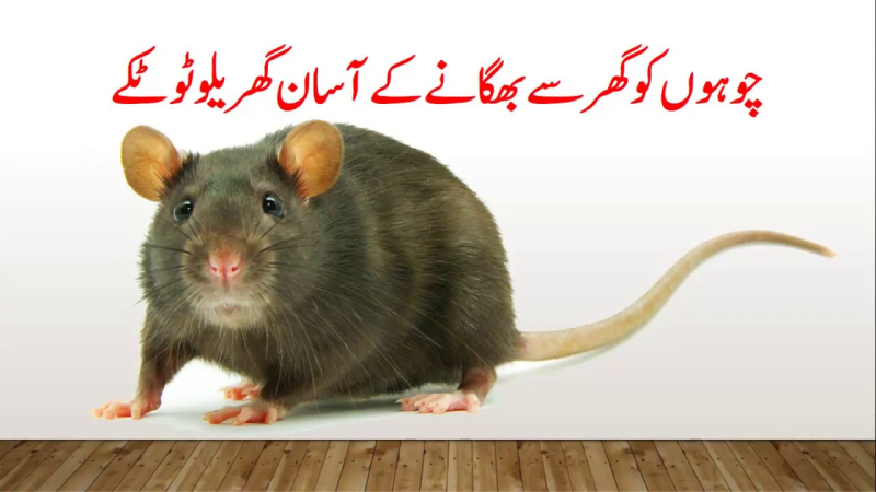 Мышка на белом фоне