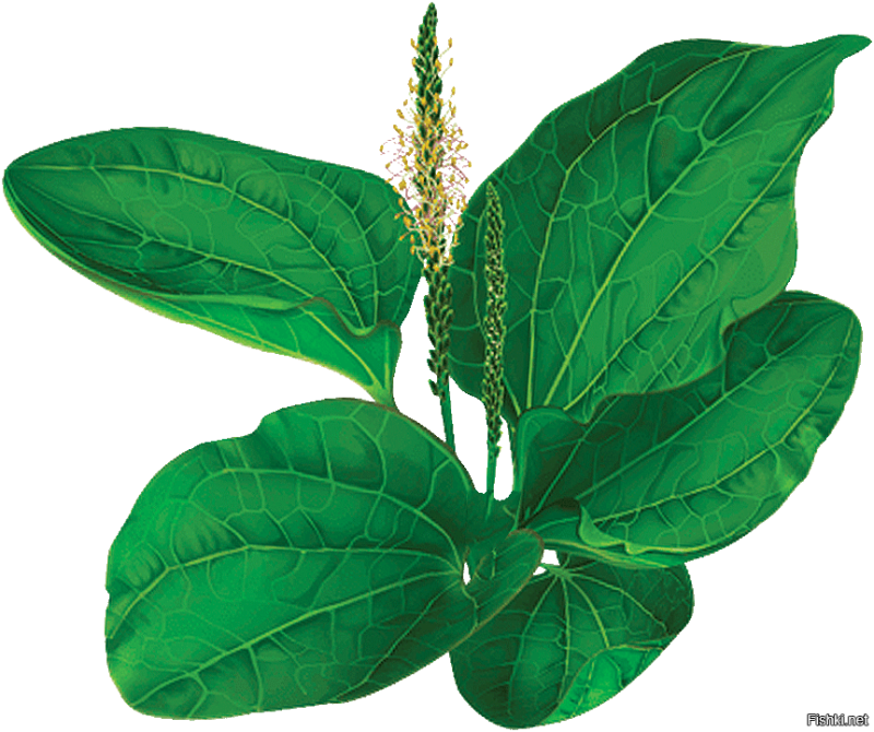 Подорожник Луговой