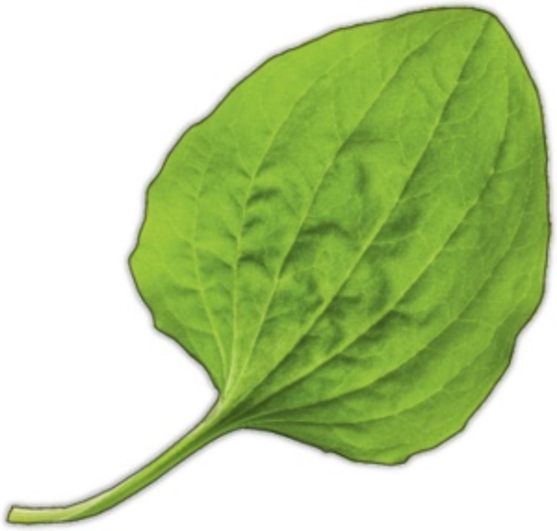 Подорожник широколистный