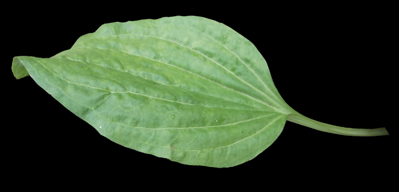 Подорожник Луговой