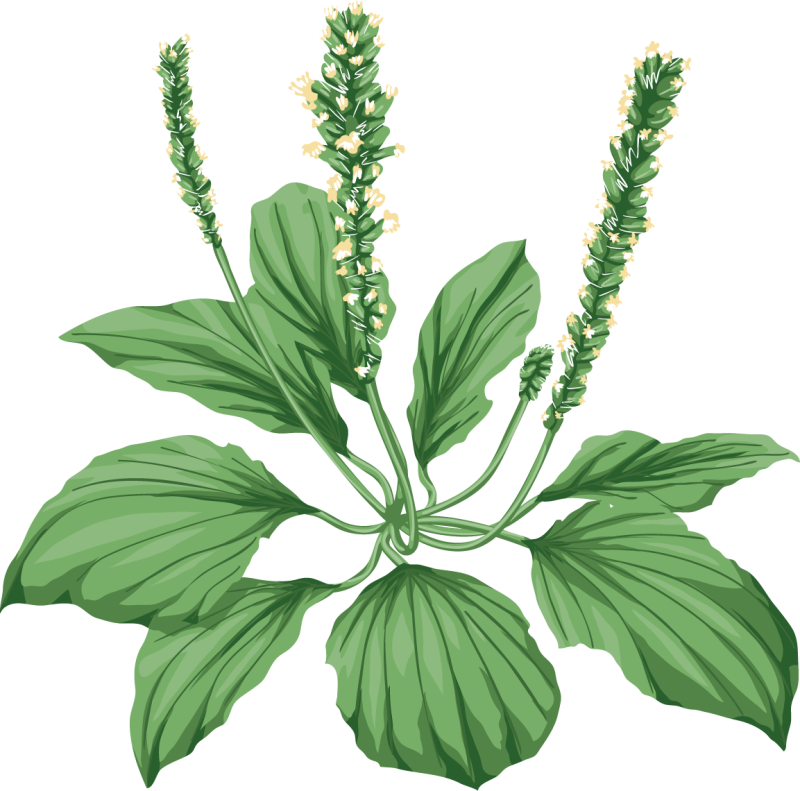 Подорожник оленерогий