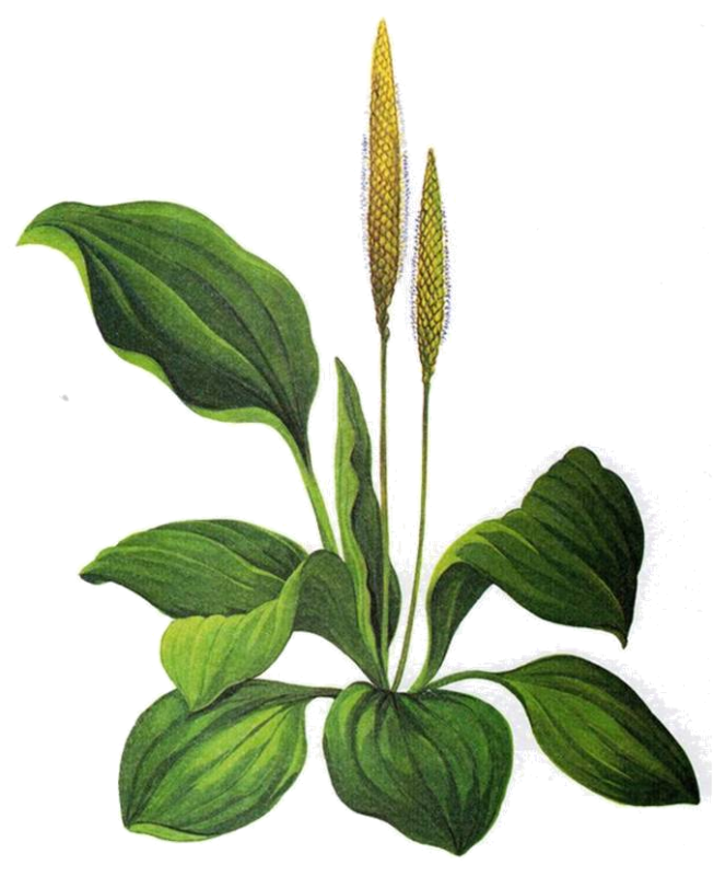 Подорожник ланцетолистный цветы