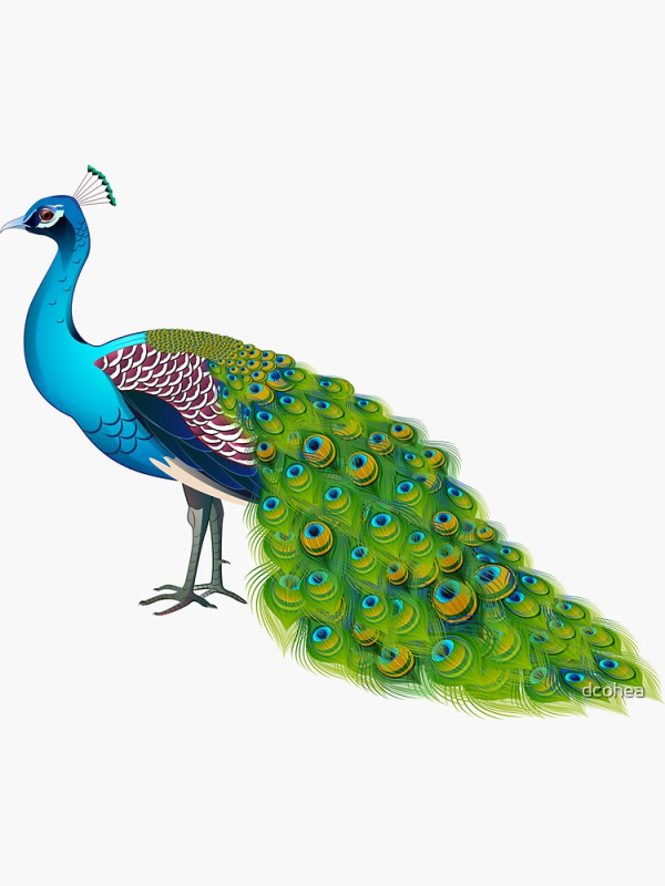 Павлин на белом фоне
