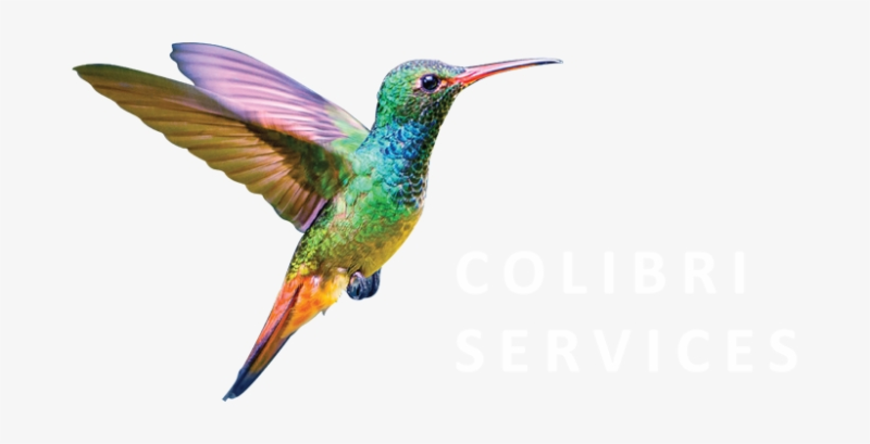 Птичка Колибри на прозрачном фоне