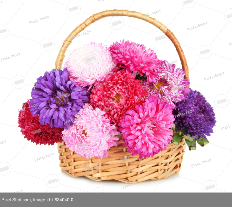 Букет астр на прозрачном фоне