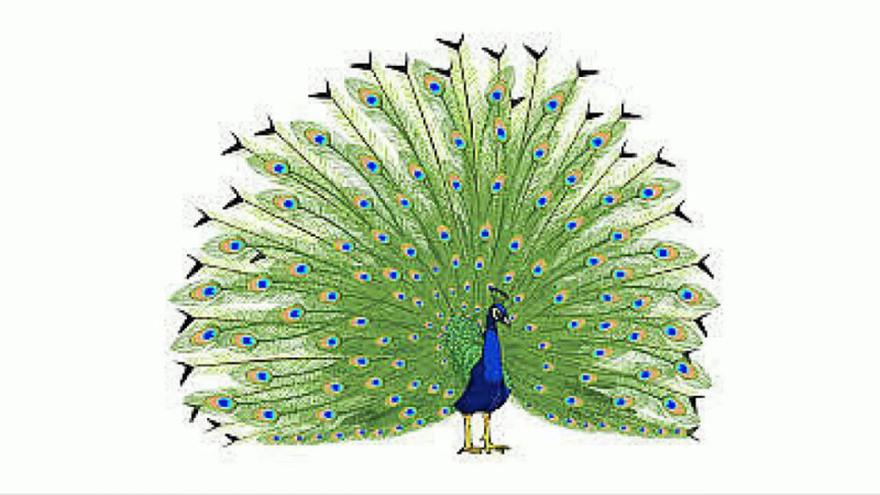 Павлин для детей