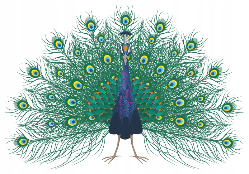 Хвост павлина