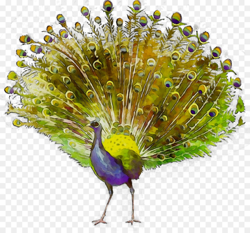 Павлин на белом фоне